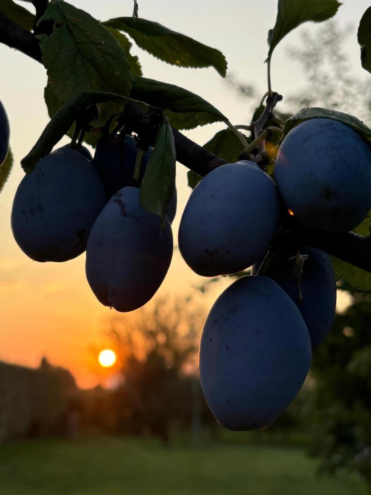 Malamu Bnb Eventi Rigosa Εξωτερικό φωτογραφία
